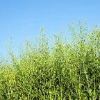 Camelina Oil – 0.5 Oz | – Omega-Rich & Fast Absorbing