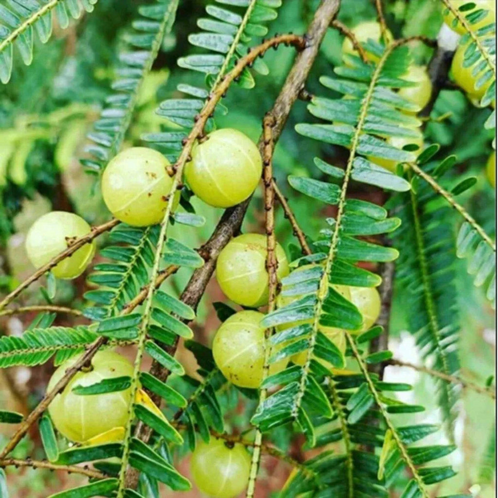 Amla Fruit Oil (0,5Oz)