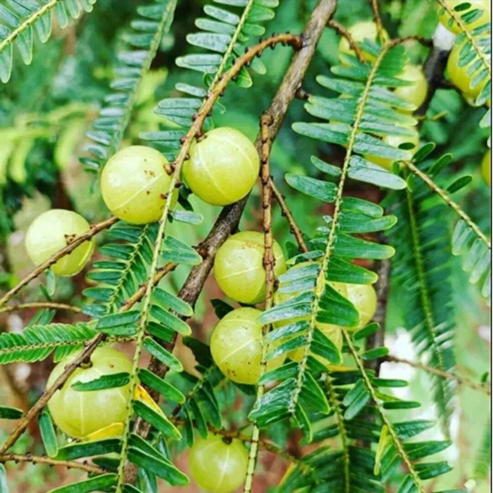 Amla Fruit Oil (0,5Oz)