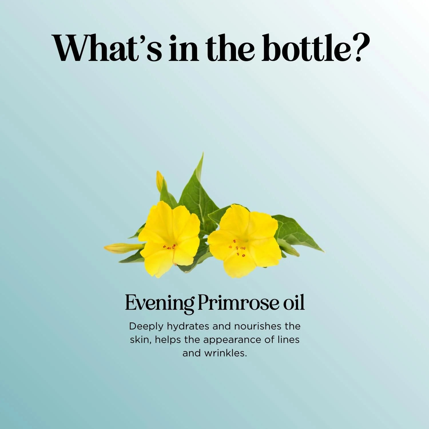 Pure Evening Primrose Oil for Skin - Cold Pressed Natural Face Moisturizer and Nourishing Hair Oil - Use in DIY Skin Care for Dry Flaky Skin Hydration and as a Carrier Oil for Essential Oils Mixing