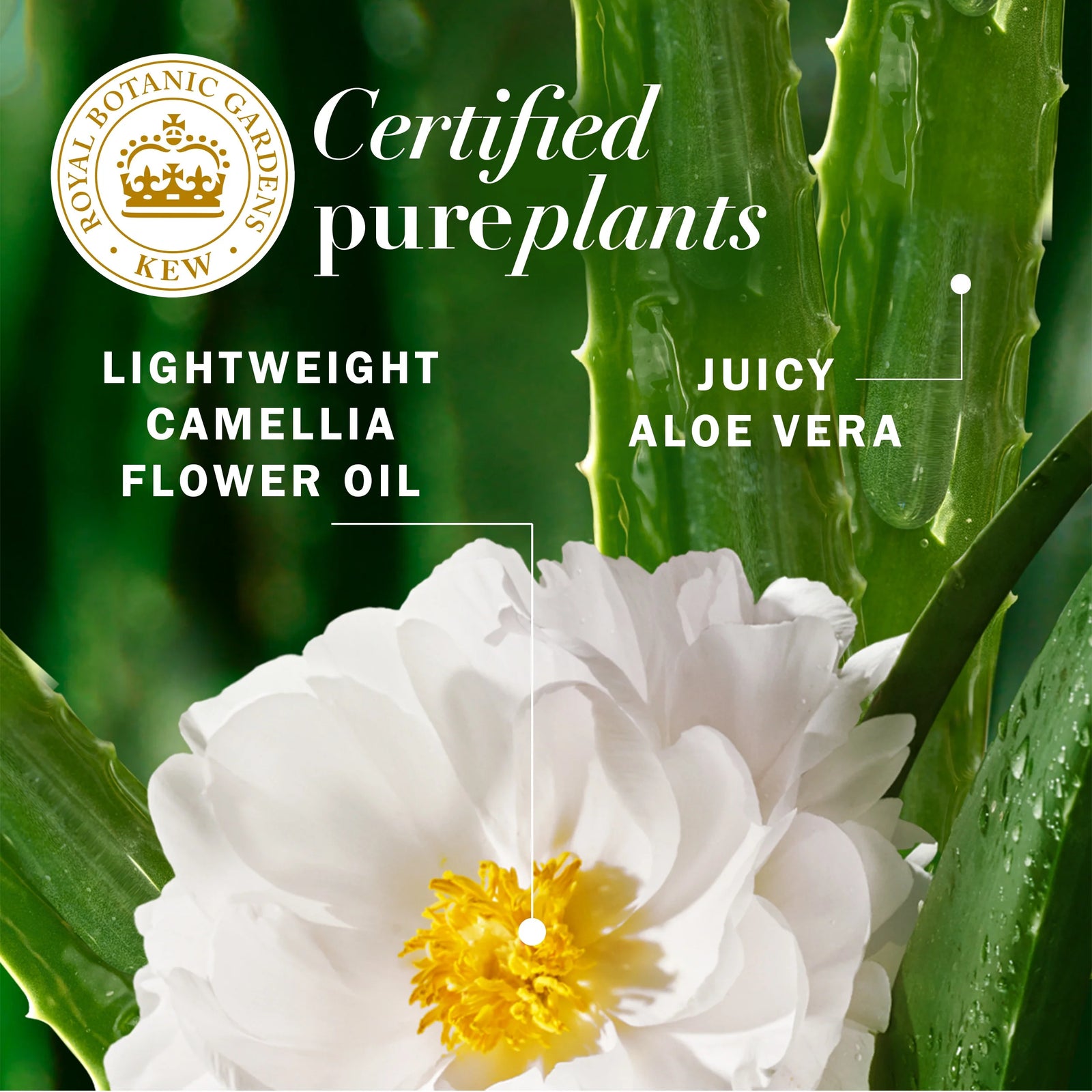 All-In-1 Nourishing Spray, Certified Pure Plants, with Aloe and Camellia Flower