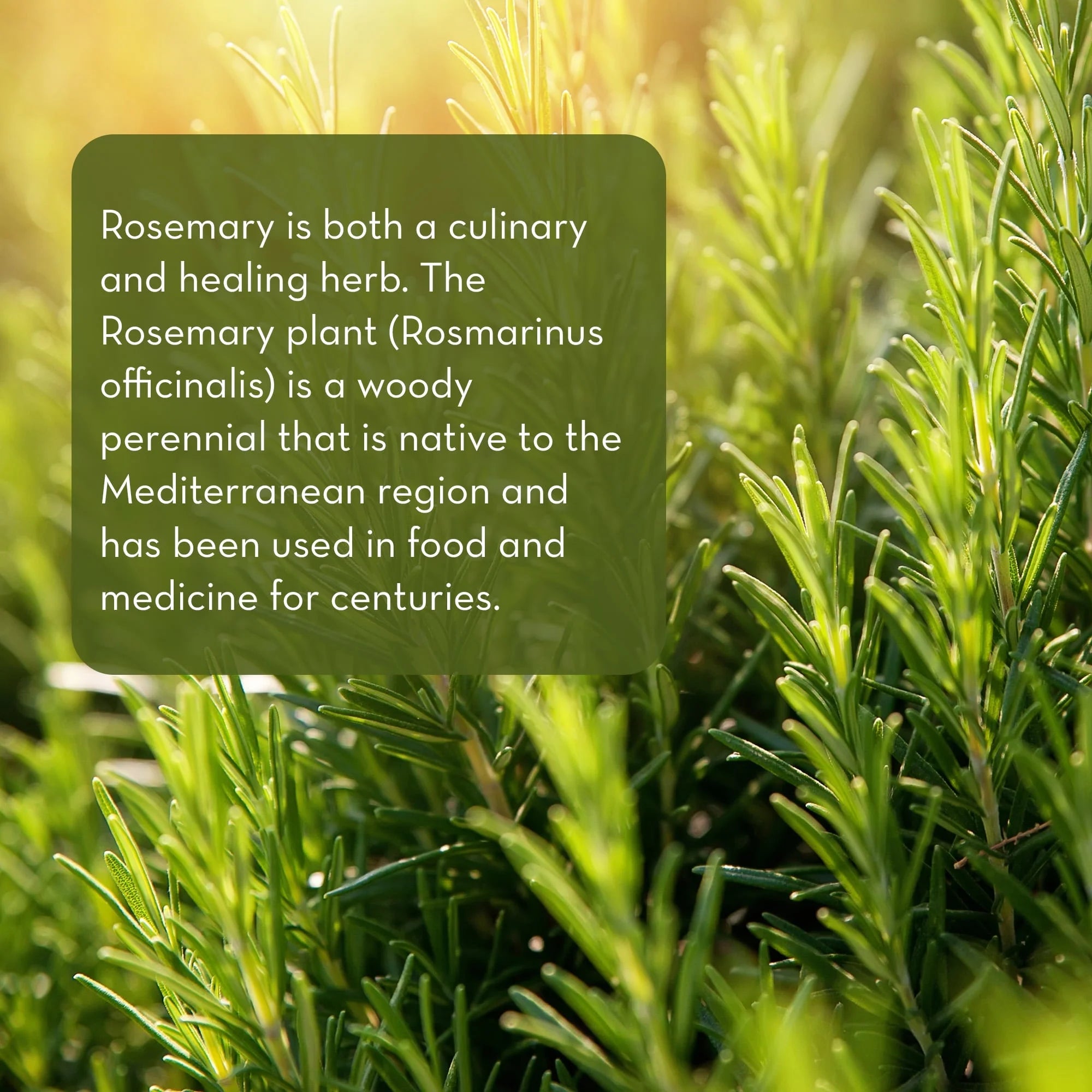100% Pure Rosemary Essential Oil, 1 Fl. Oz.