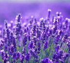 Dwell 212 Lavender 12 Oz Body Lotion